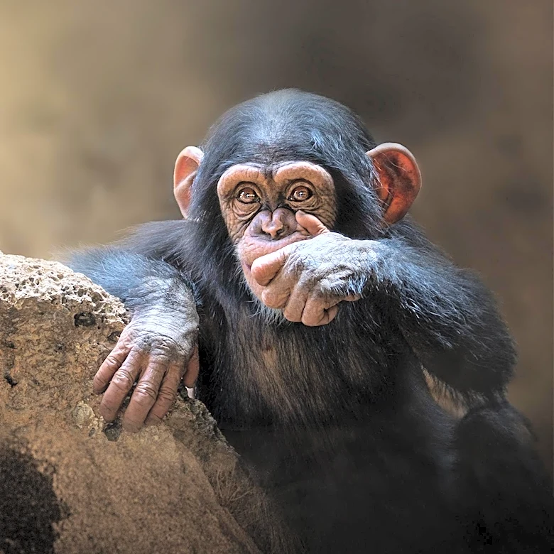How Did Philosophy Shape Animal Rights
