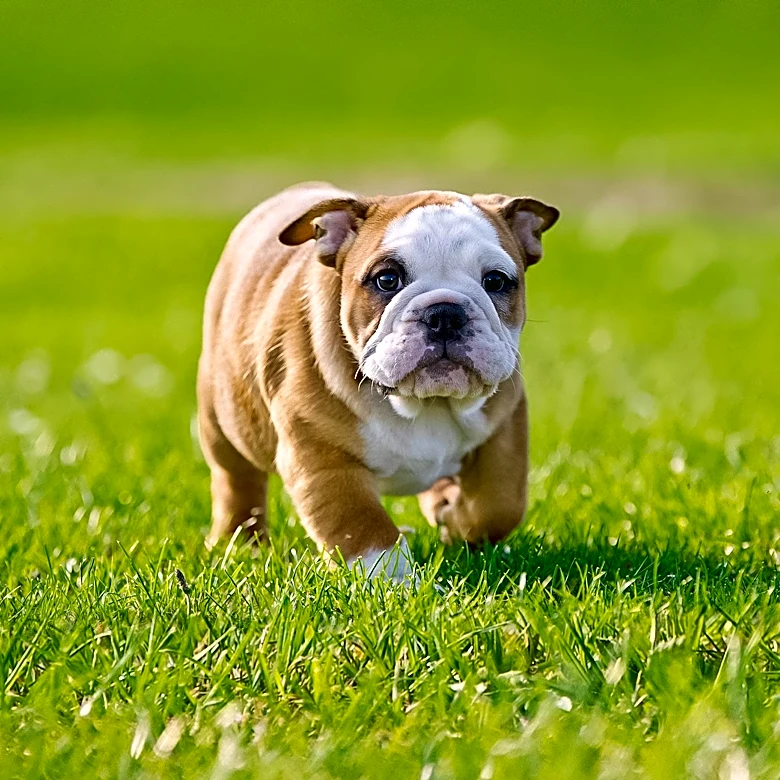 Why Bulldogs Face Serious Health Problems