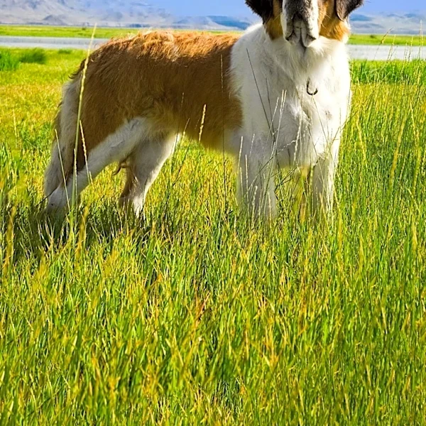 How Guardian Dogs Bond With Livestock and Keep Predators Away