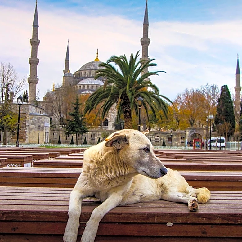 How do Kangal Dogs Aid Global Conservation