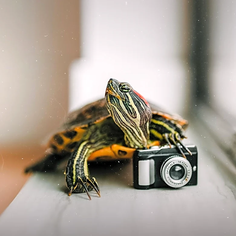 The Survival Secrets of Red-Eared Slider Turtles