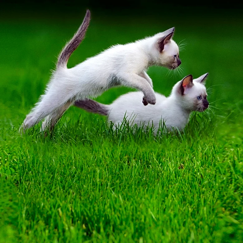 Why do Kittens Undergo Rapid Growth