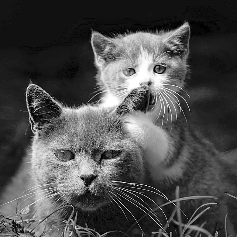 How Cats Build Social Bonds with Other Cats and Humans