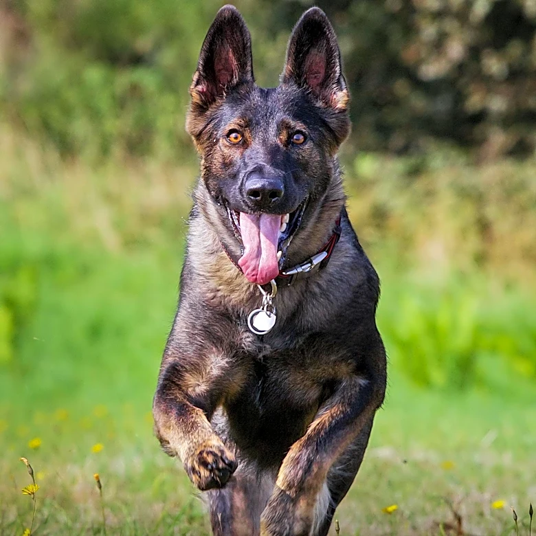 The Rise of Schutzhund as a Working Dog Sport