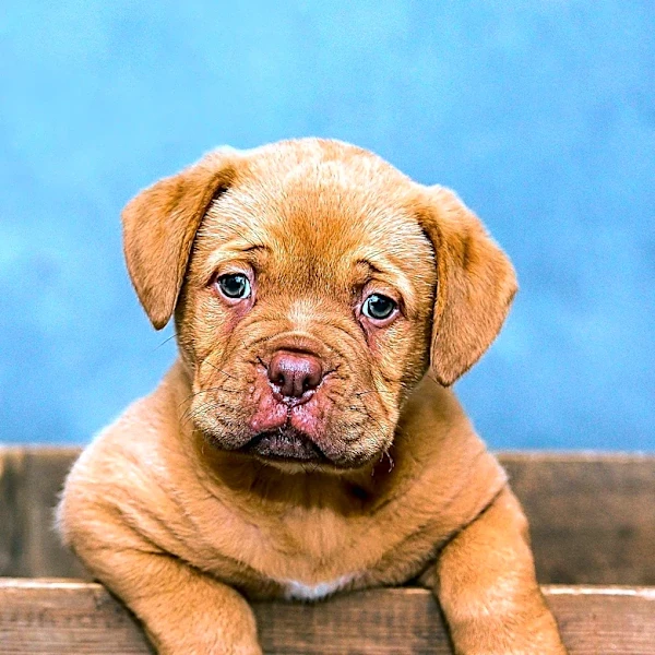Crate Training Tips Every Dog Owner Should Know