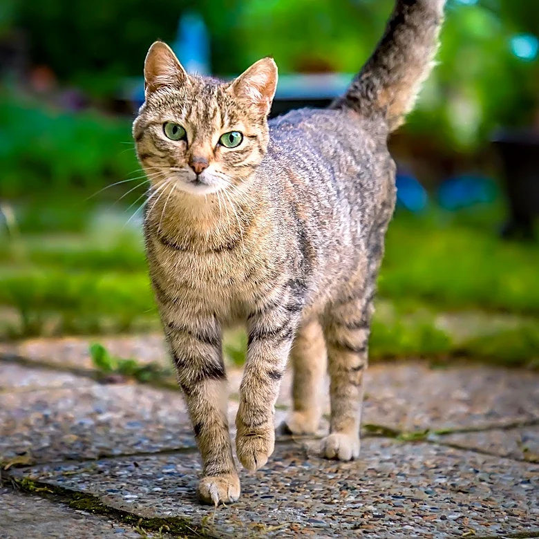 Decoding the Secret Language of Cats