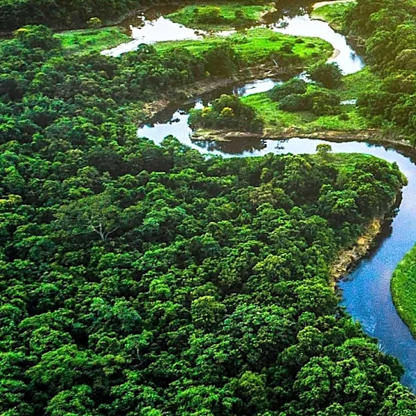 Could the Amazon Rainforest Reach an Irreversible Tipping Point?