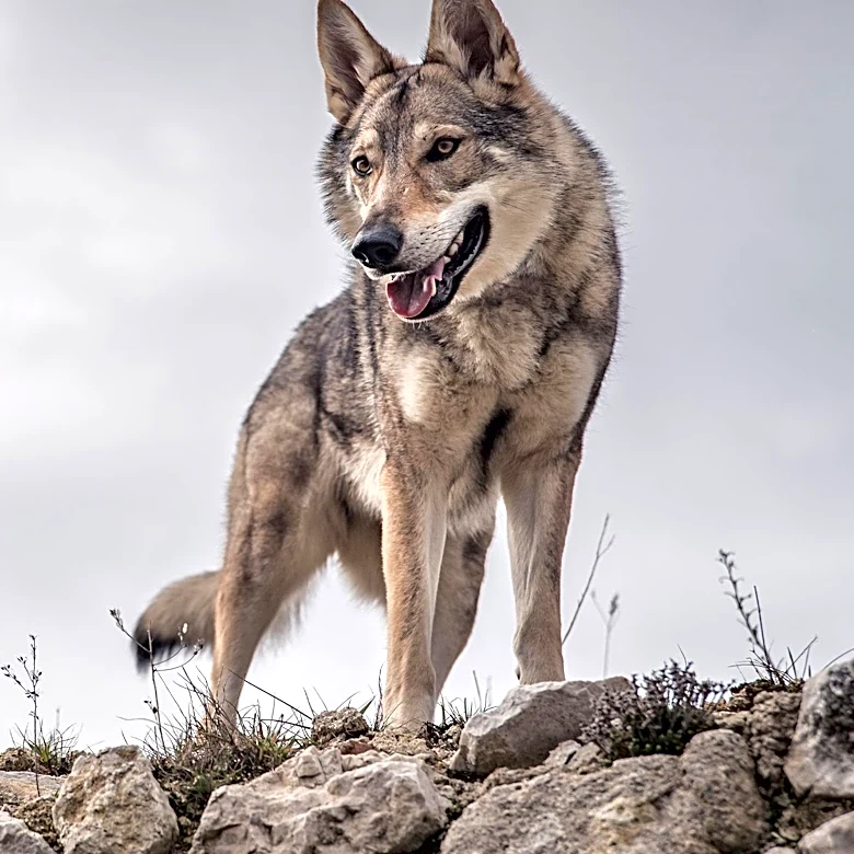 The Cold War Experiment That Created the Czechoslovakian Wolfdog