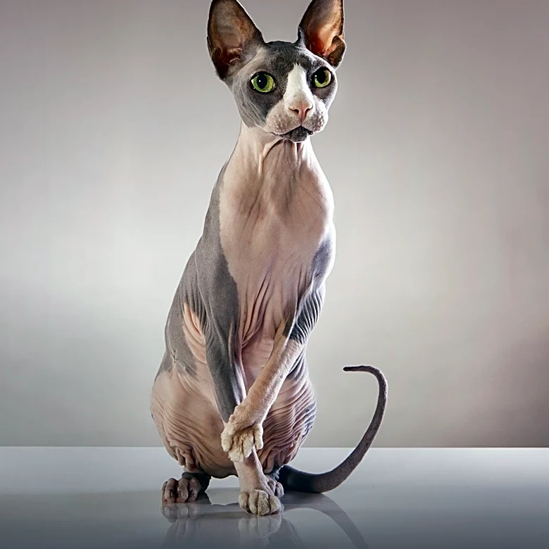 Why Sphynx Cats Aren’t Actually Completely Hairless