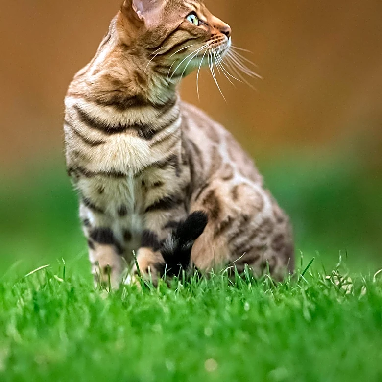 What Makes Bengal Cats So Striking