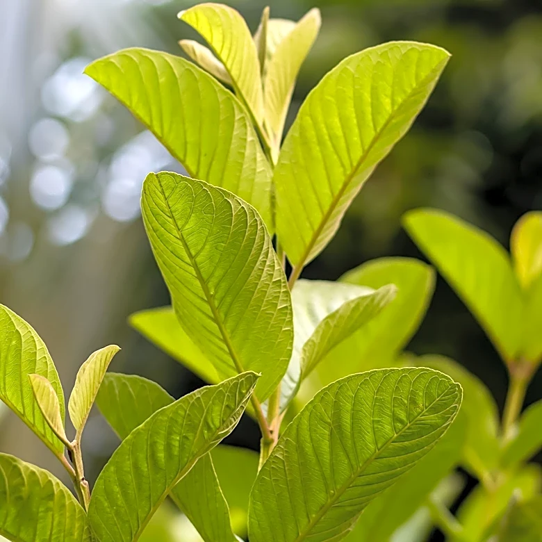 How Cells, Genes and Evolution Shape Every Living Organism