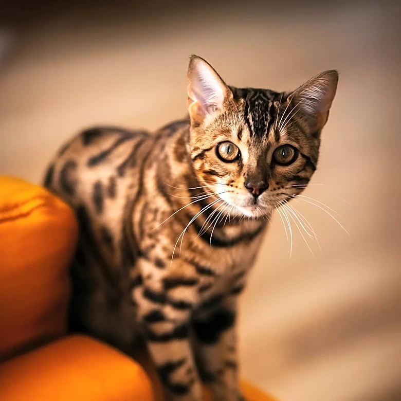 4 Health Conditions Bengal Cat Owners Should Know About