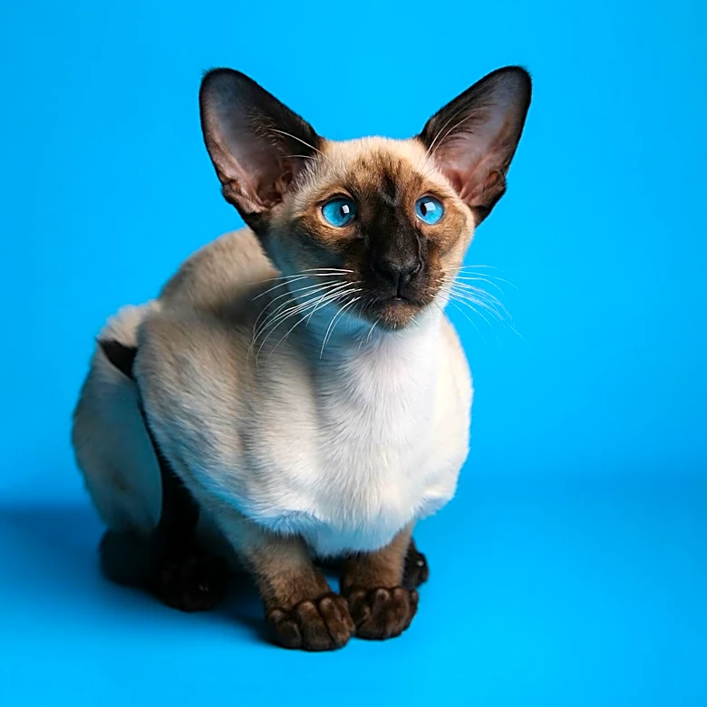 The Surprising History of Siamese Cats