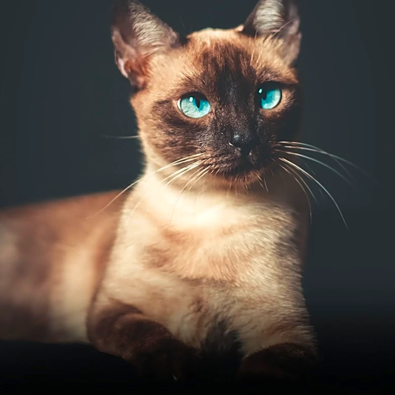 How Did Siamese Cats Shape Other Breeds