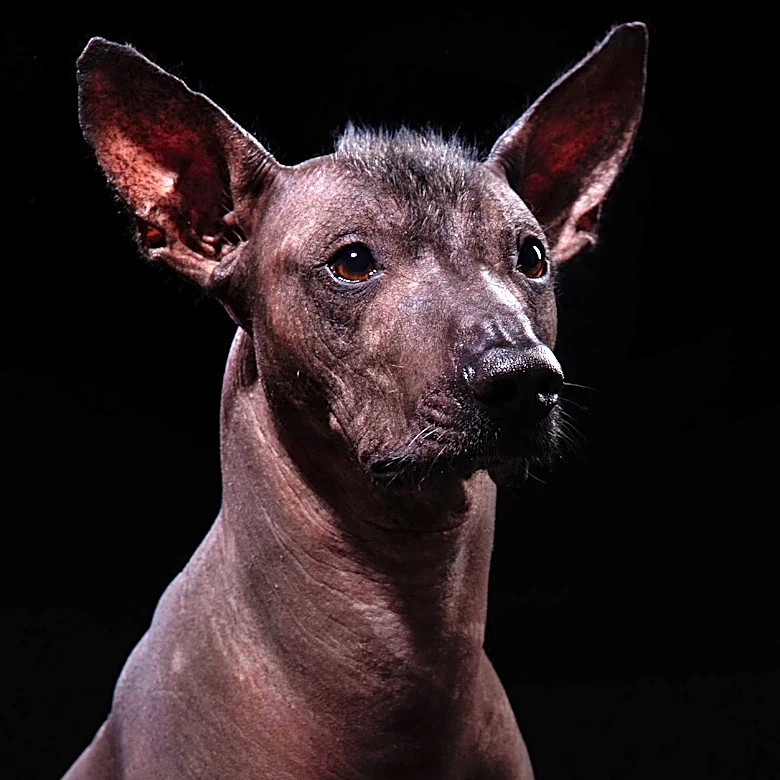 Rise of the American Hairless Terrier Explored
