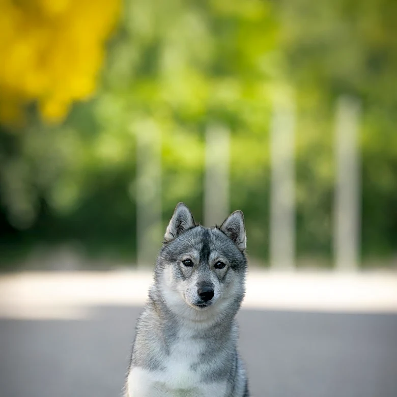 How the Alaskan Klee Kai Became One of America's Rarest Dog Breeds