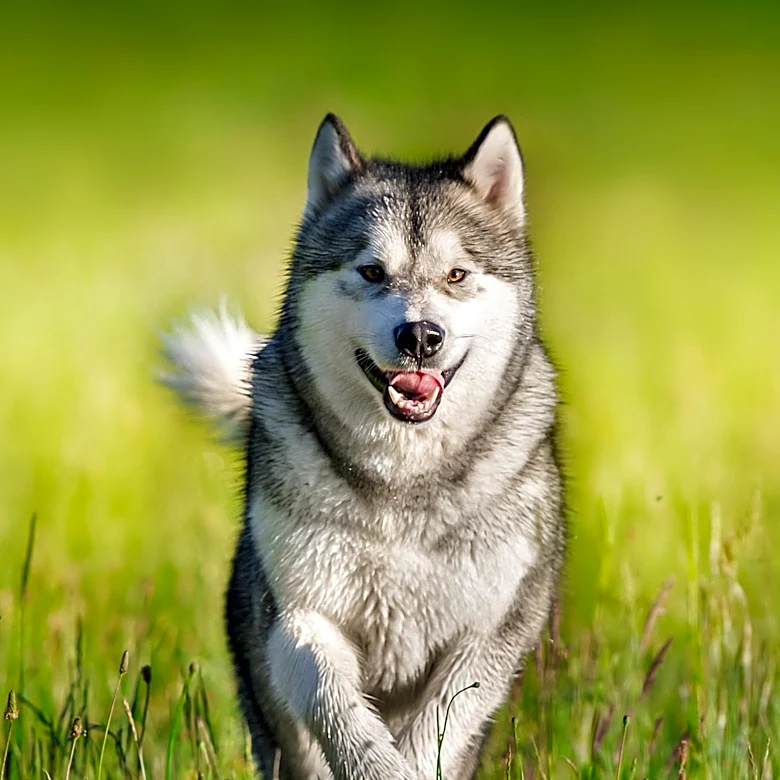 How did Alaskan Klee Kai Become a Pet-Sized Breed