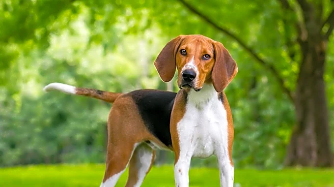 Why the American Leopard Hound Became One of America’s Toughest Hounds