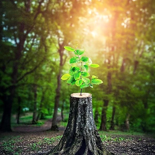 How a False Belief Can Eventually Turn Into Reality