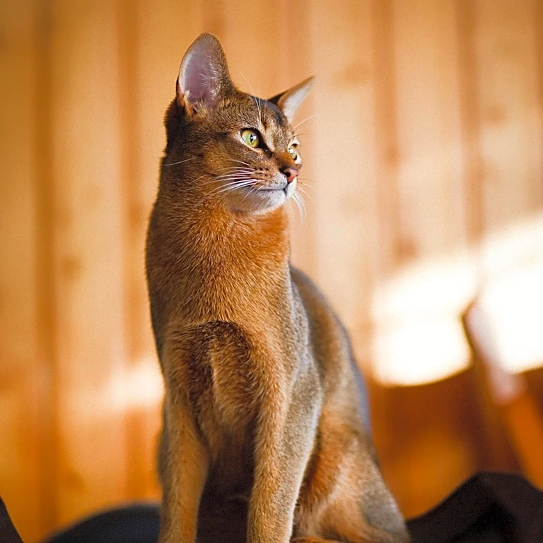 How the Abyssinian Cat’s Unusual Ticked Coat Gets Its Look