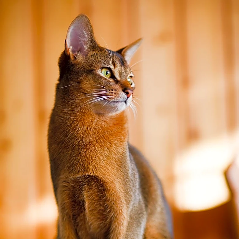 The History of the Abyssinian Cat Explained