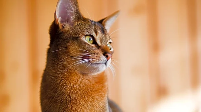 The History of the Abyssinian Cat Explained
