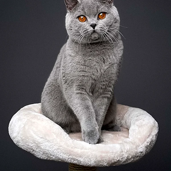 How Britain’s Most Popular Pedigree Cat Got Its Famous Look