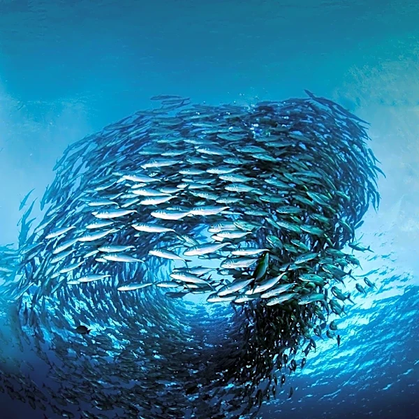 How Does Your Body React to Danger Before You Can Think?