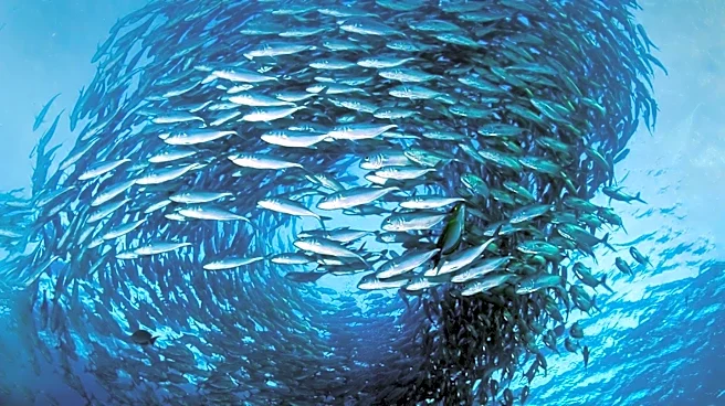 How Does Your Body React to Danger Before You Can Think?