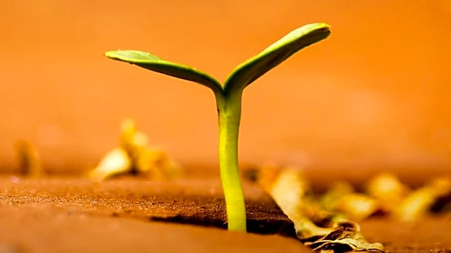 How to Build Resilience to Thrive in Crisis