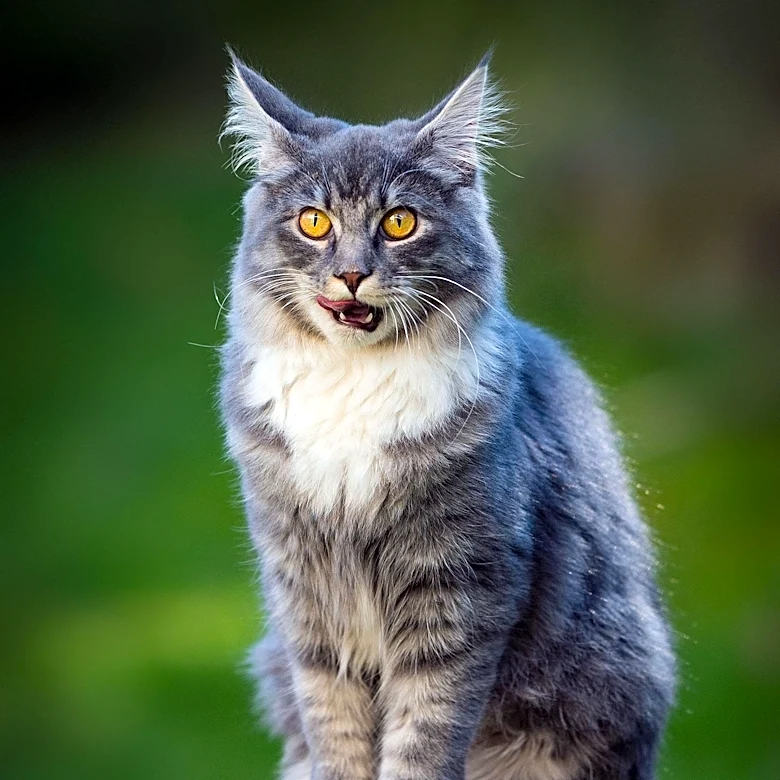 Norwegian Forest Cat Traits Explained