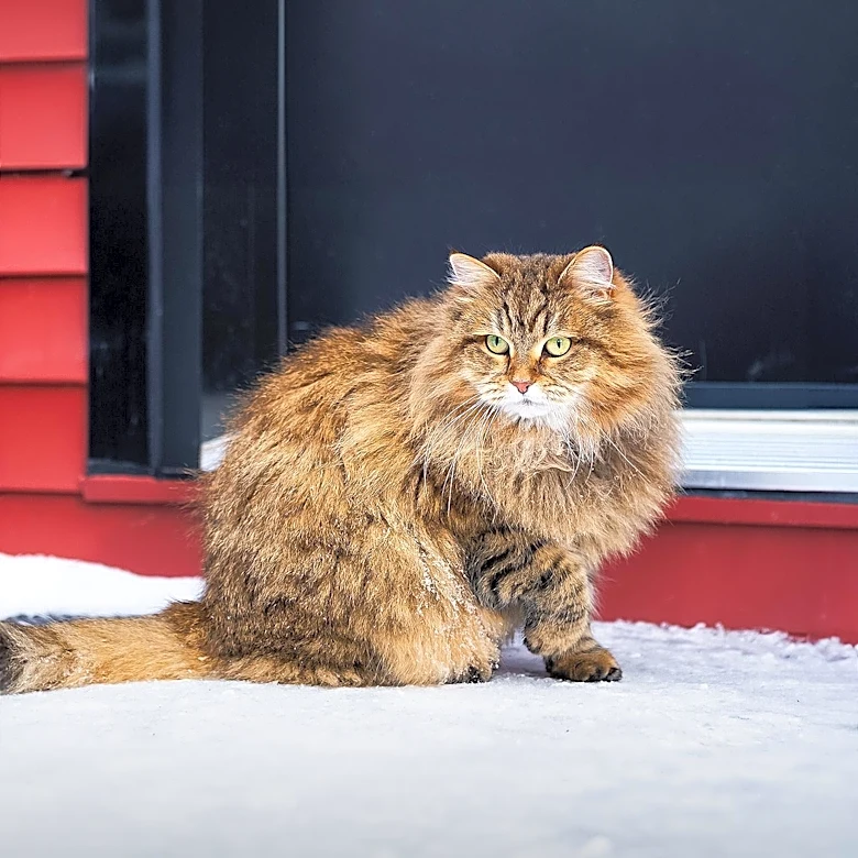 How did Vikings Shape the History of the Norwegian Forest Cat