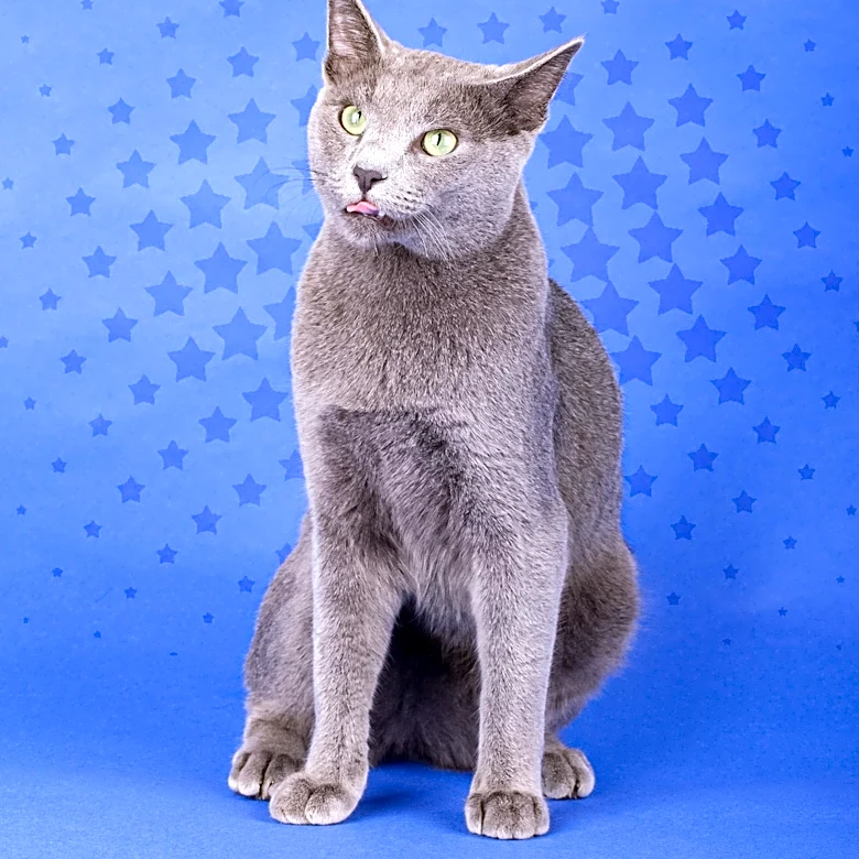 How the Russian Blue Cat Traveled From Russia to Homes Around the World