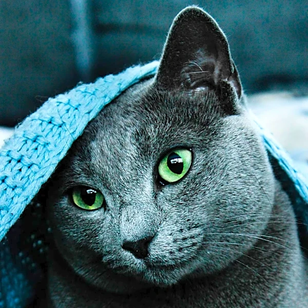 The History of the Russian Blue Cat Explored