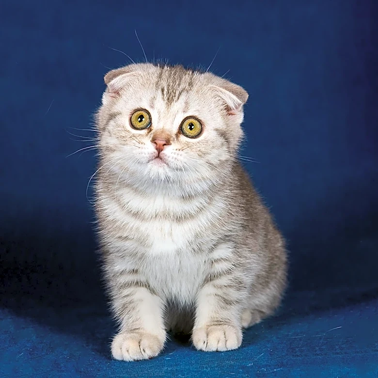 What is the FOCD Risk for Scottish Fold Cats