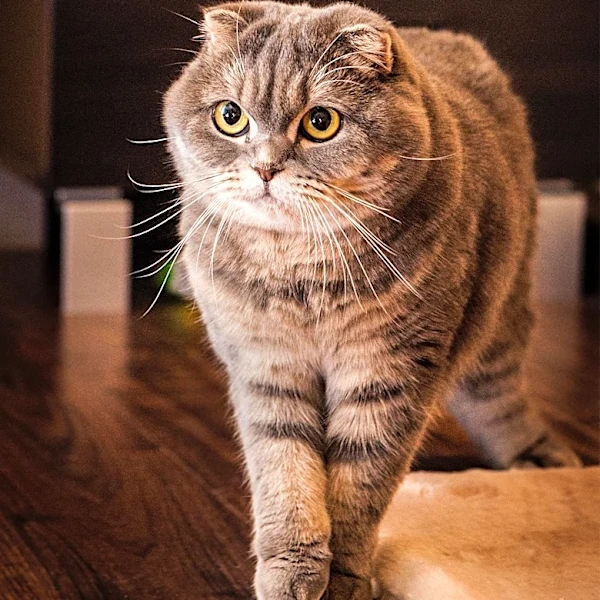 Why the Scottish Fold’s Cute Ears Come With a Serious Ethical Debate