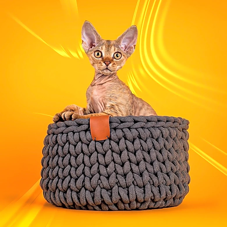 Why Does the Devon Rex Look So Different From Other Cats?