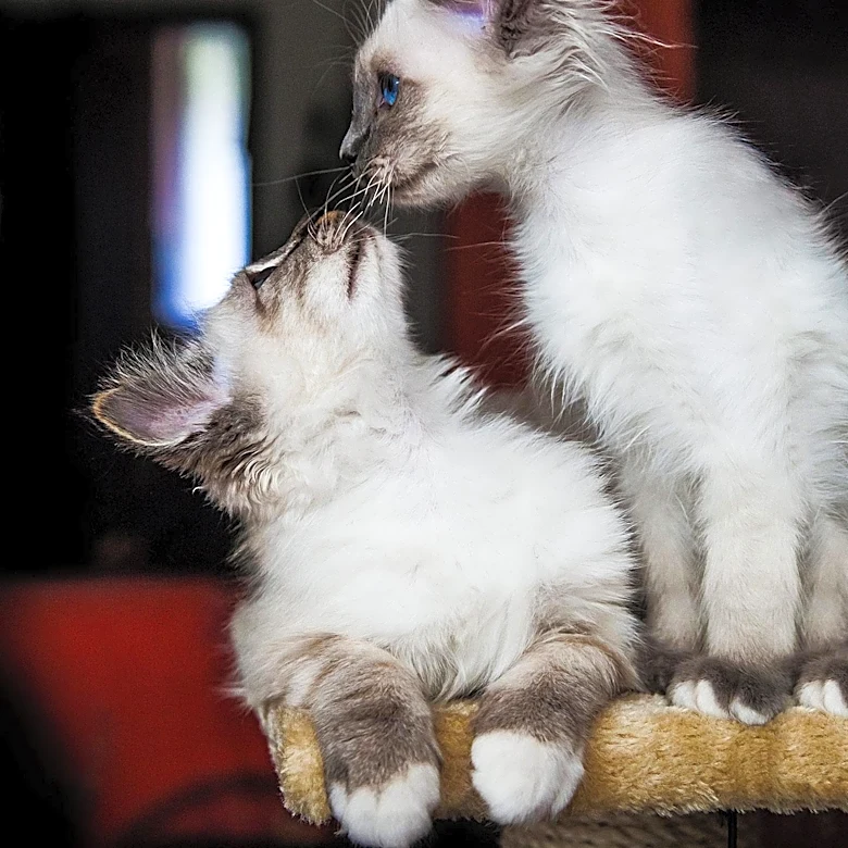 Why Do Birman Cats Have White ‘Gloves’ on Their Paws?