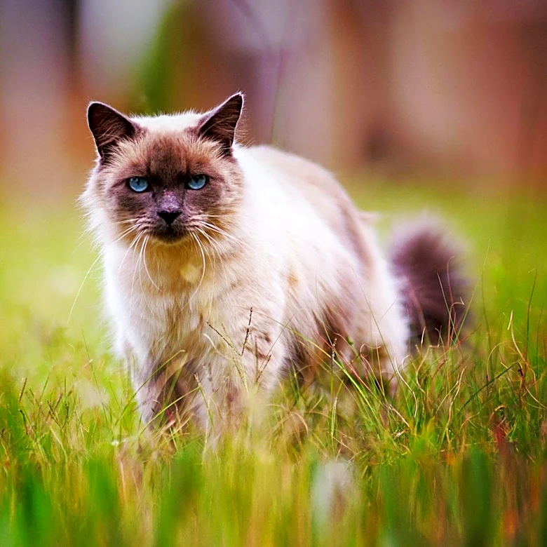 What Health Problems Are Birman Cats Most Likely to Develop?