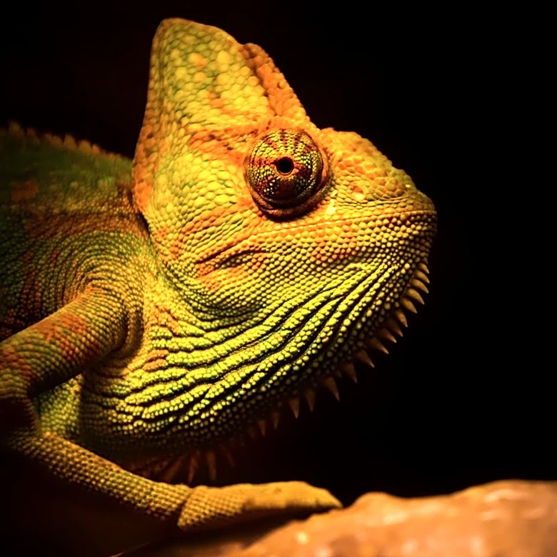 What Fossils Reveal About the Ancient History of Chameleons