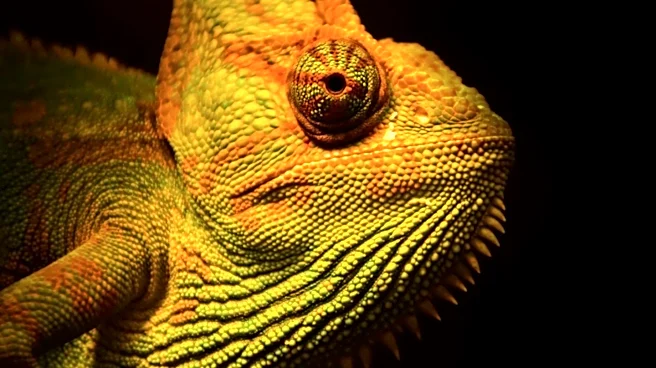 What Fossils Reveal About the Ancient History of Chameleons