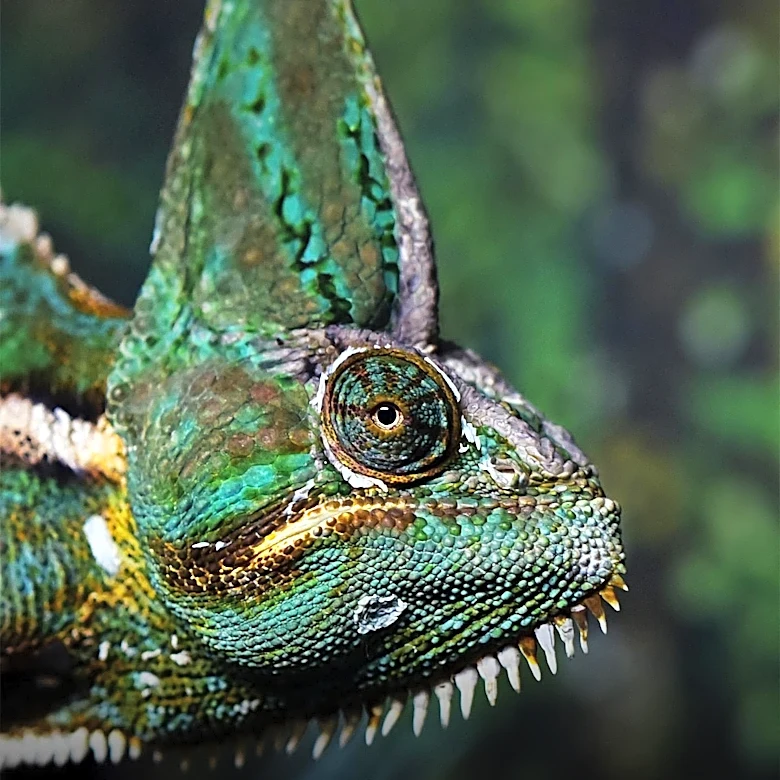 How Do Chameleons Reproduce? The Answer Depends on the Species