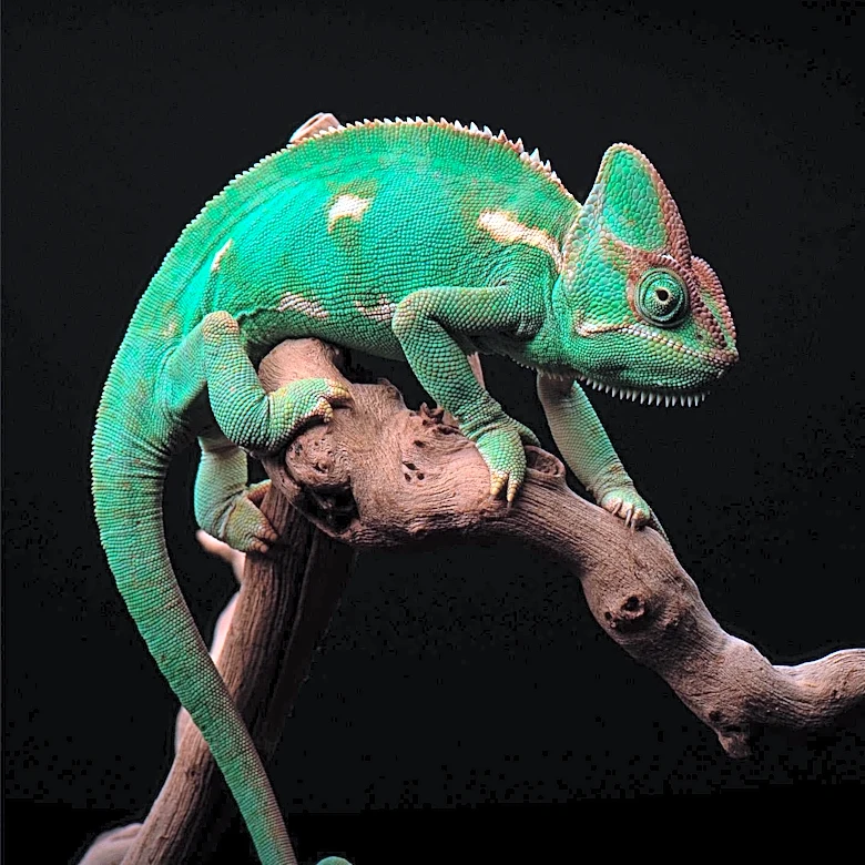 The Rise of the Chameleon Pet Trade Explored