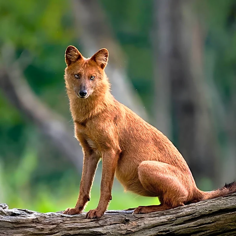 How did Dogs Evolve from Wolves Over Time