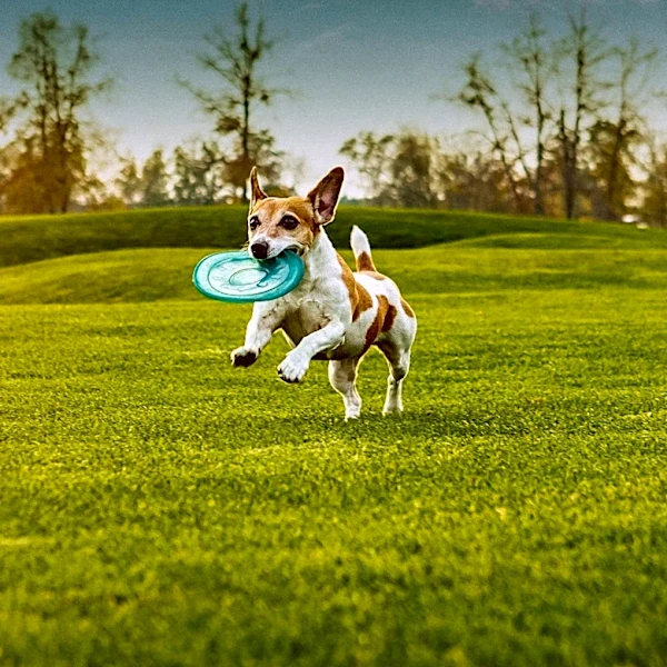 Why Is Your Dog Acting Out? Common Behavior Problems Explained