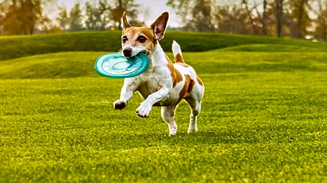 Why Is Your Dog Acting Out? Common Behavior Problems Explained