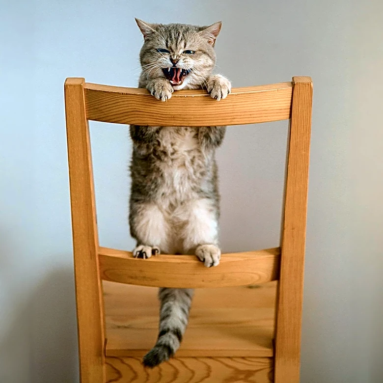 What Is Your Cat’s Tail Really Trying to Tell You?