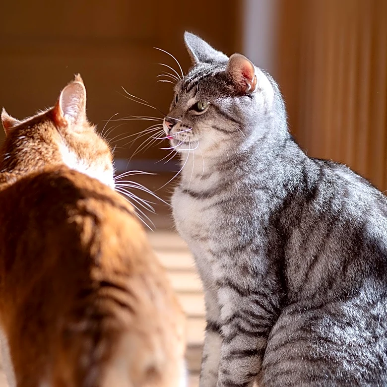 What Does Your Cat’s Personality Reveal About What It Needs?