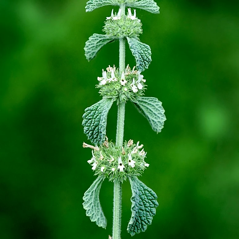 Catnip's Spread Across the Globe Retraced