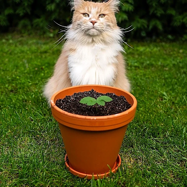 The Botanical Profile of Catnip Explained